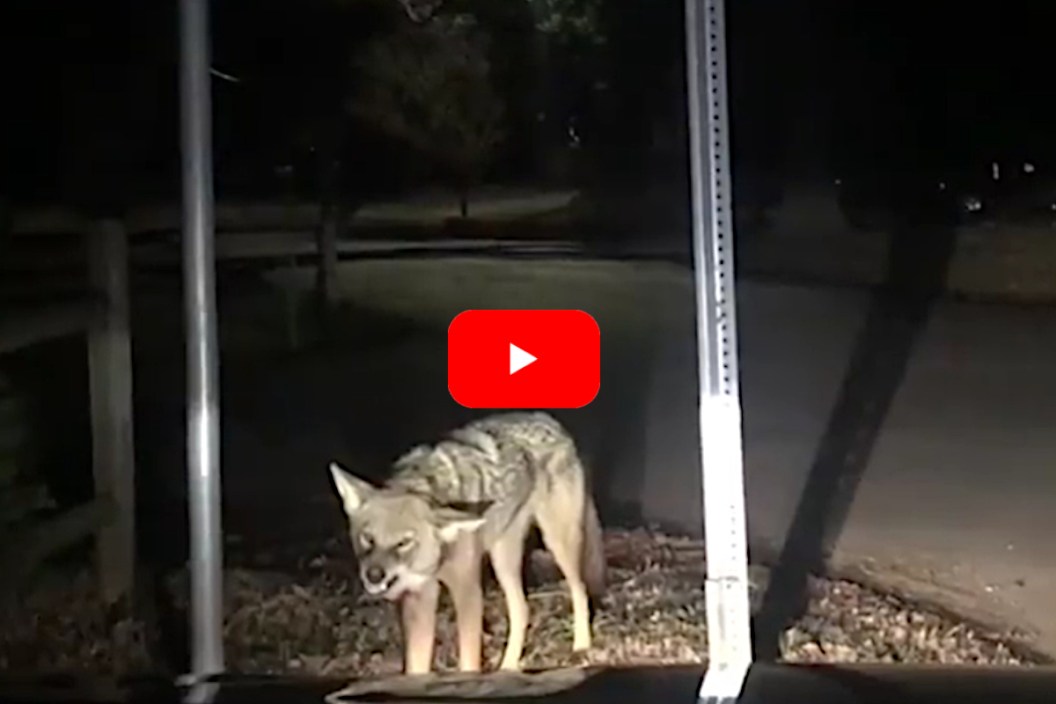 Coyote Urban