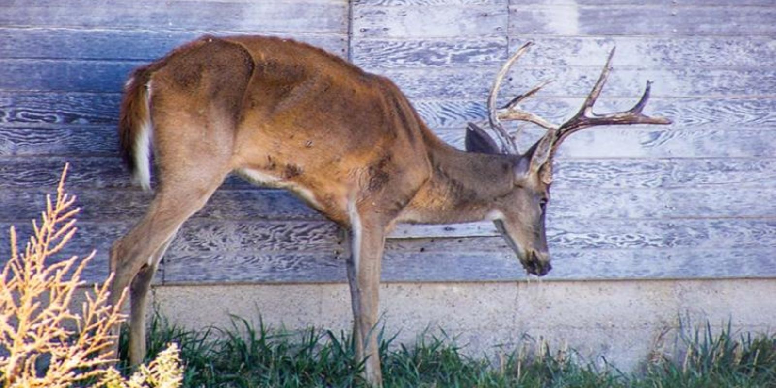 chronic wasting disease deer with cwd