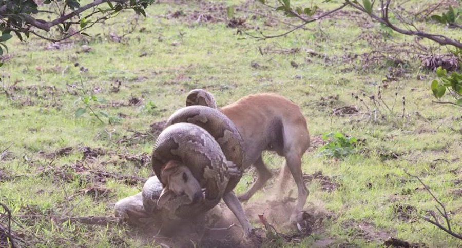 Dog vs. Python Death Match Won't End the Way You Think - Wide Open Spaces