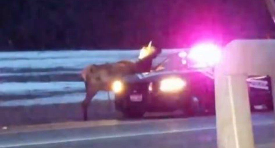 elk police stand off