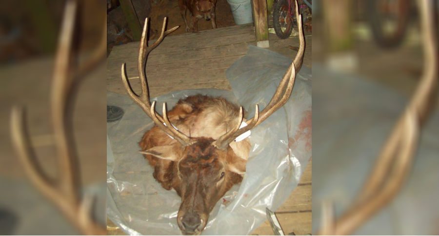 elk poaching