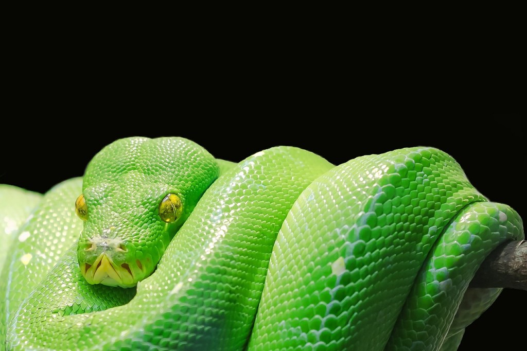 green tree python