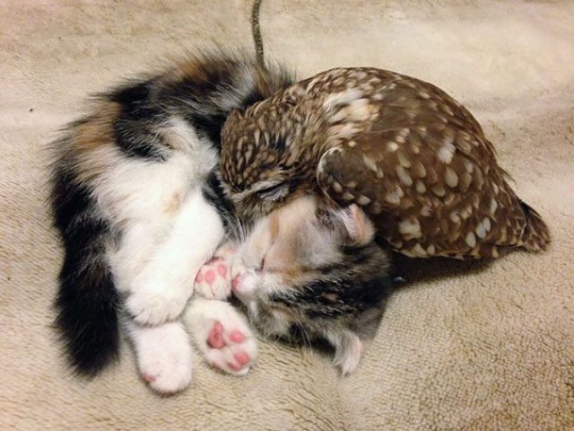 kitten and owl