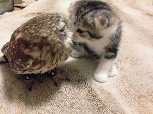 kitten and owl