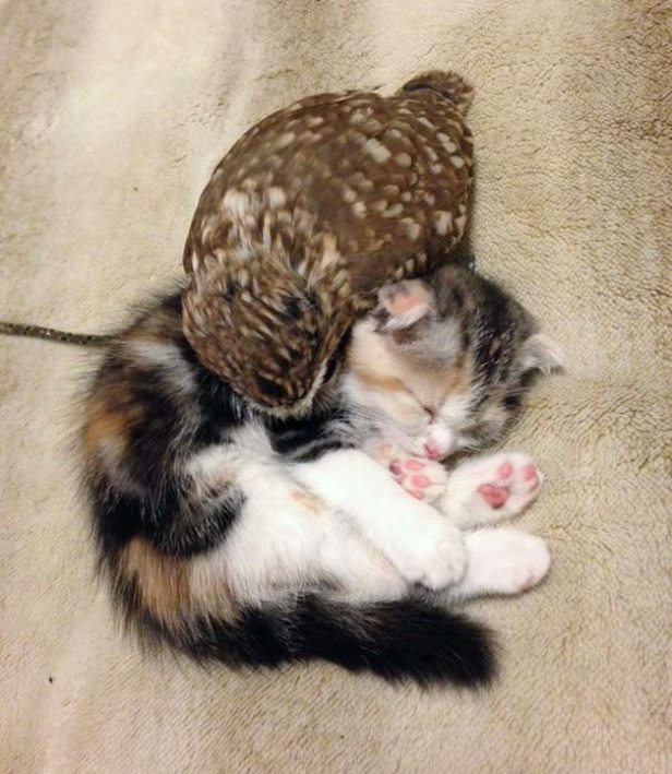 kitten and owl