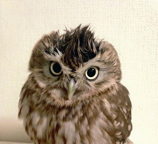 owl hairstyle