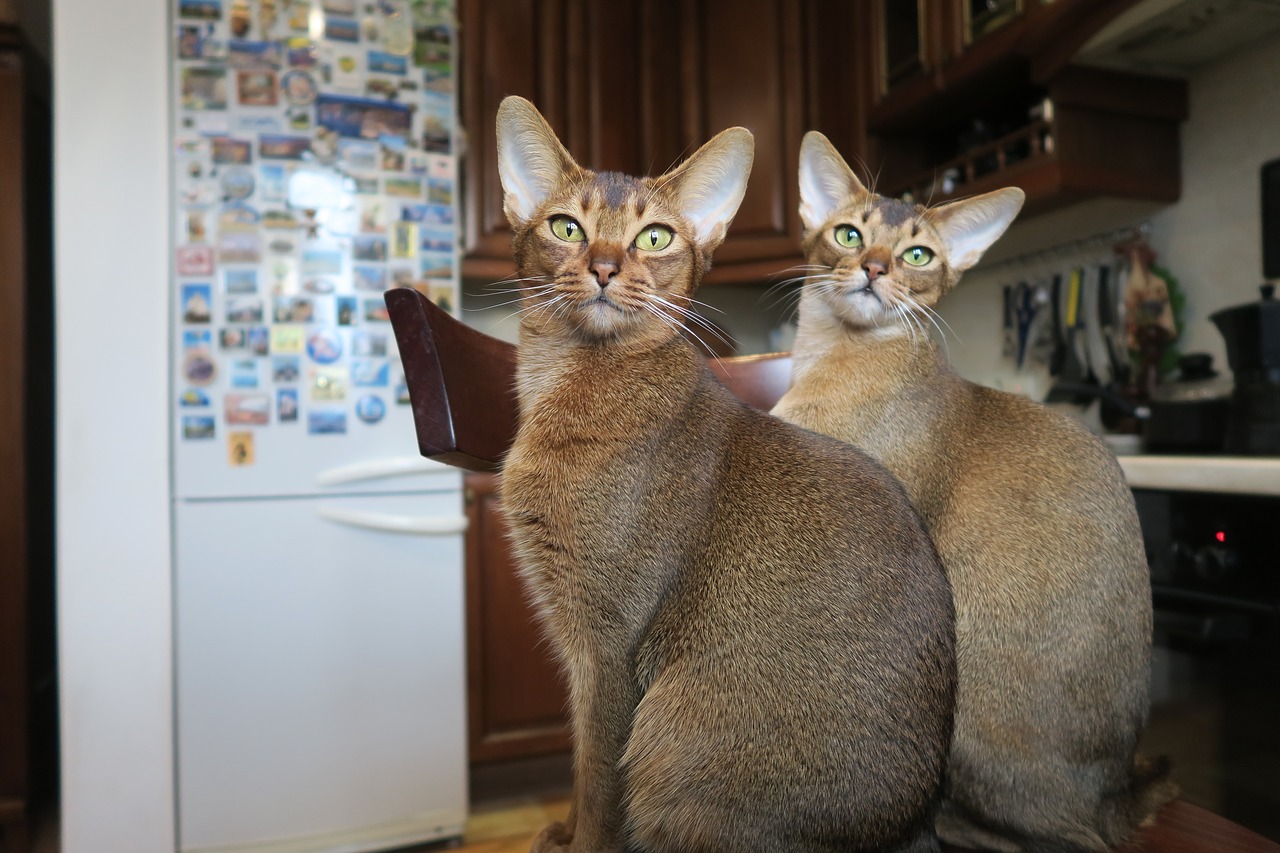 Abyssinian