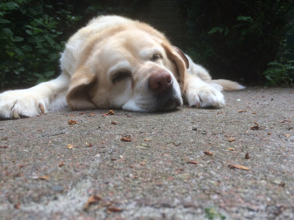 Old yellow lab