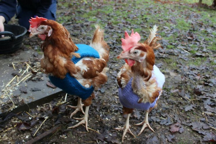 chicken sweaters