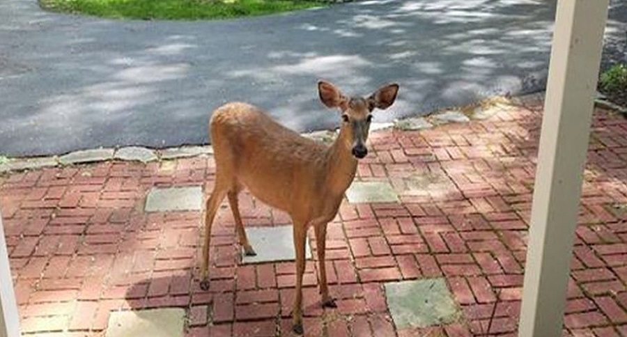 5 years of deer management