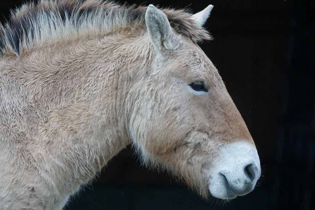 Przewalski's horse