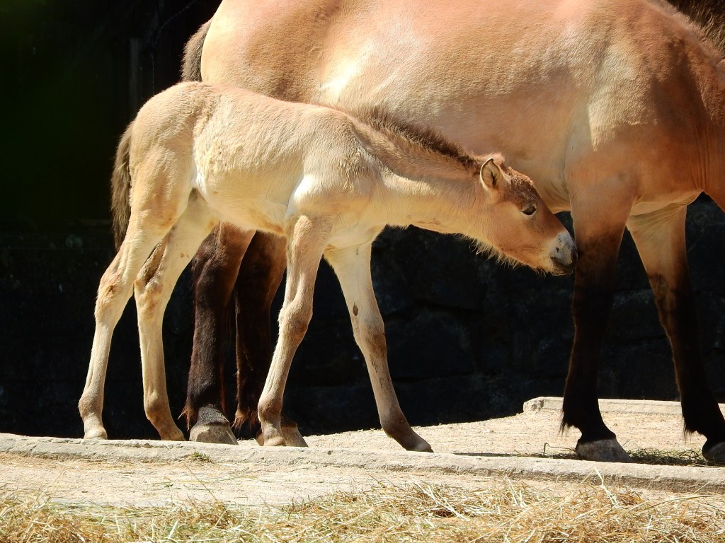 Przewalski's mare and foal