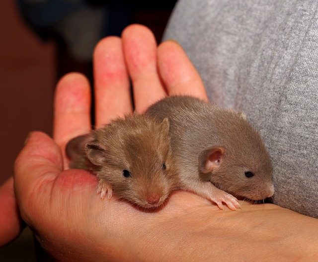 pet rats