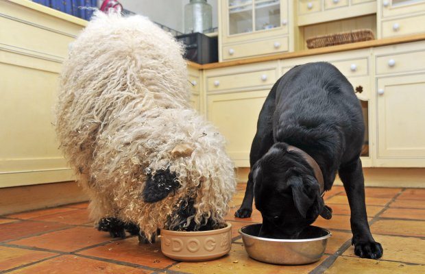 dog and sheep