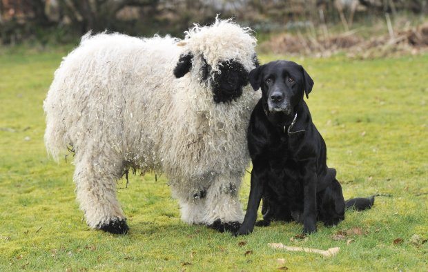 dog and sheep