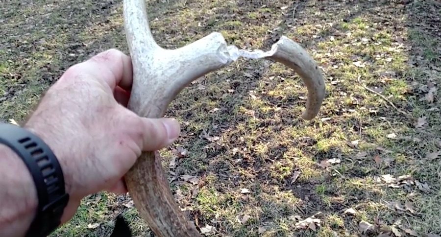 shed hunting