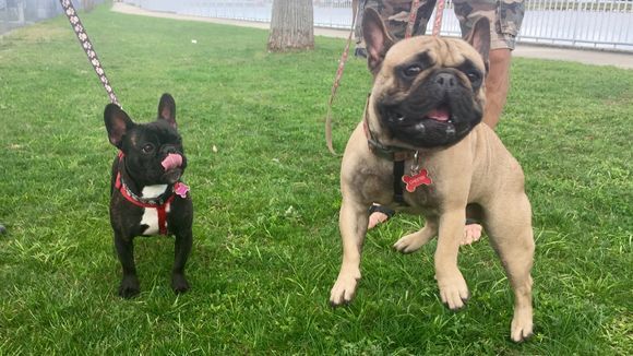 french bulldogs