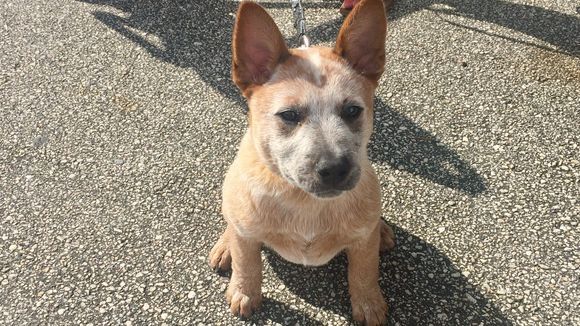 Australian cattle dog