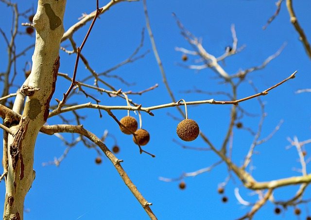 sycamore seeds