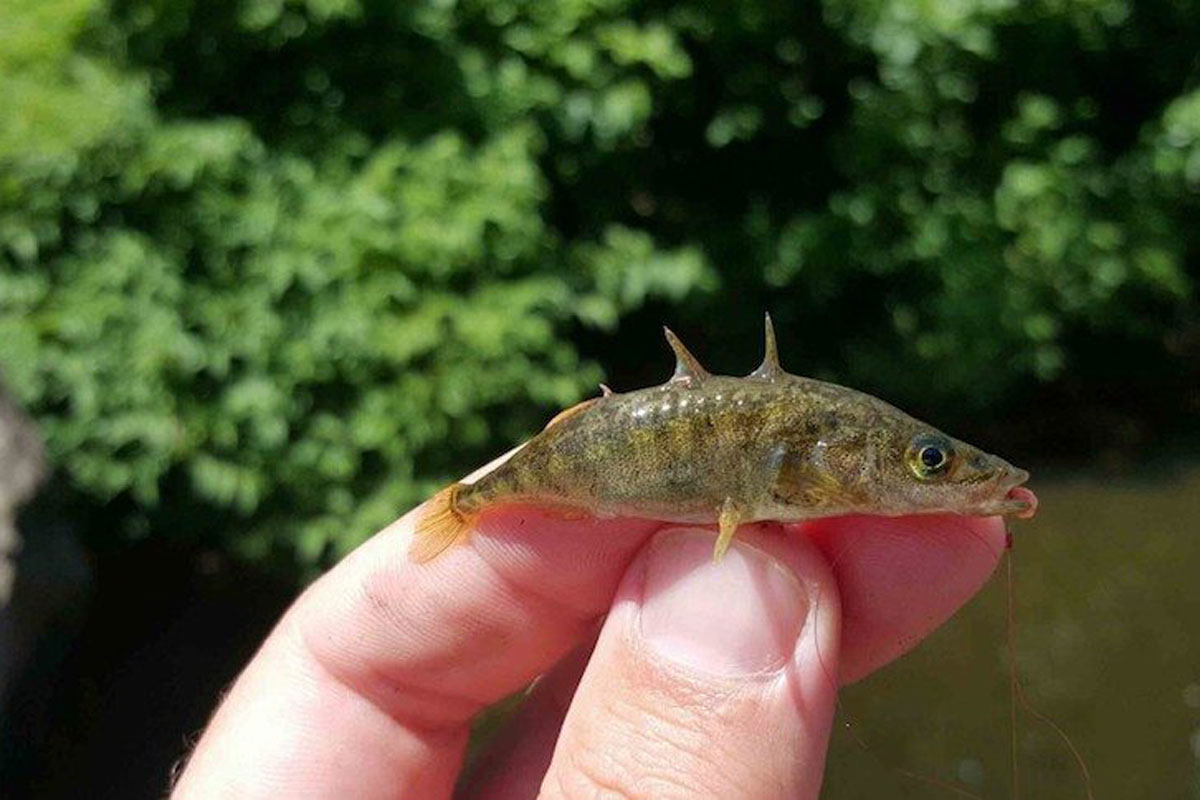 Micro-Fishing Is Growing in a Big Way - Wide Open Spaces