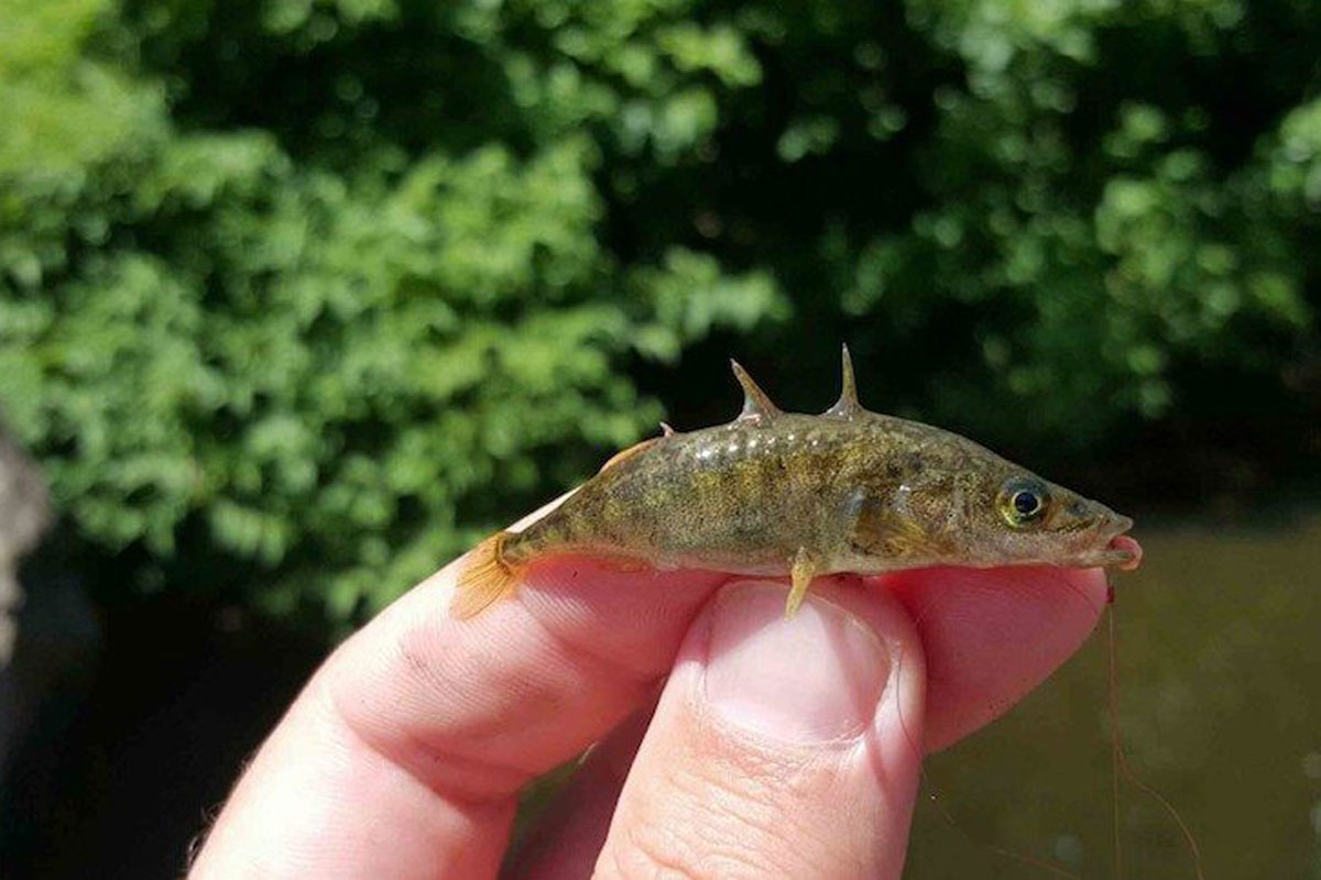 microfishing