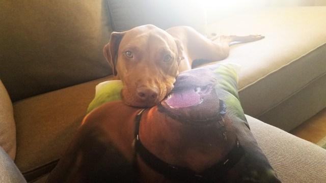 CanvasPop photo pillow