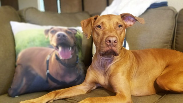 CanvasPop photo pillow