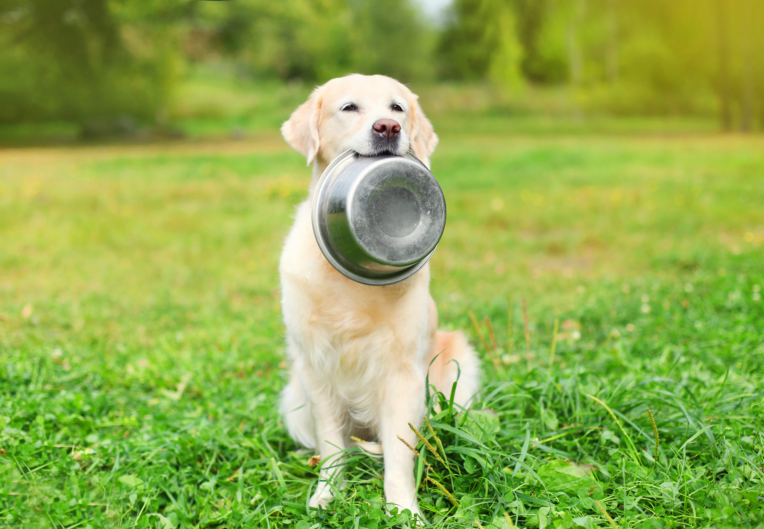 Dog Bowl