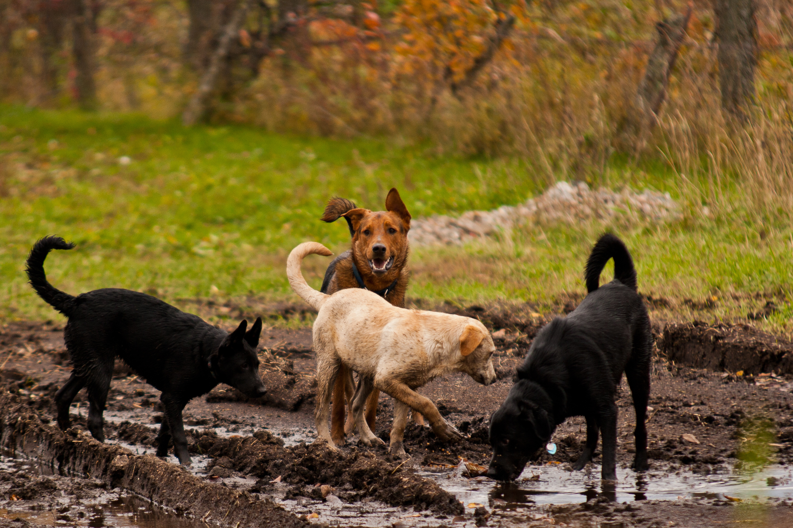 Four dogs p[laying in mud