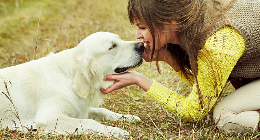 Young golden retriever for a walk with his owner. Dog breed labrador outdoors