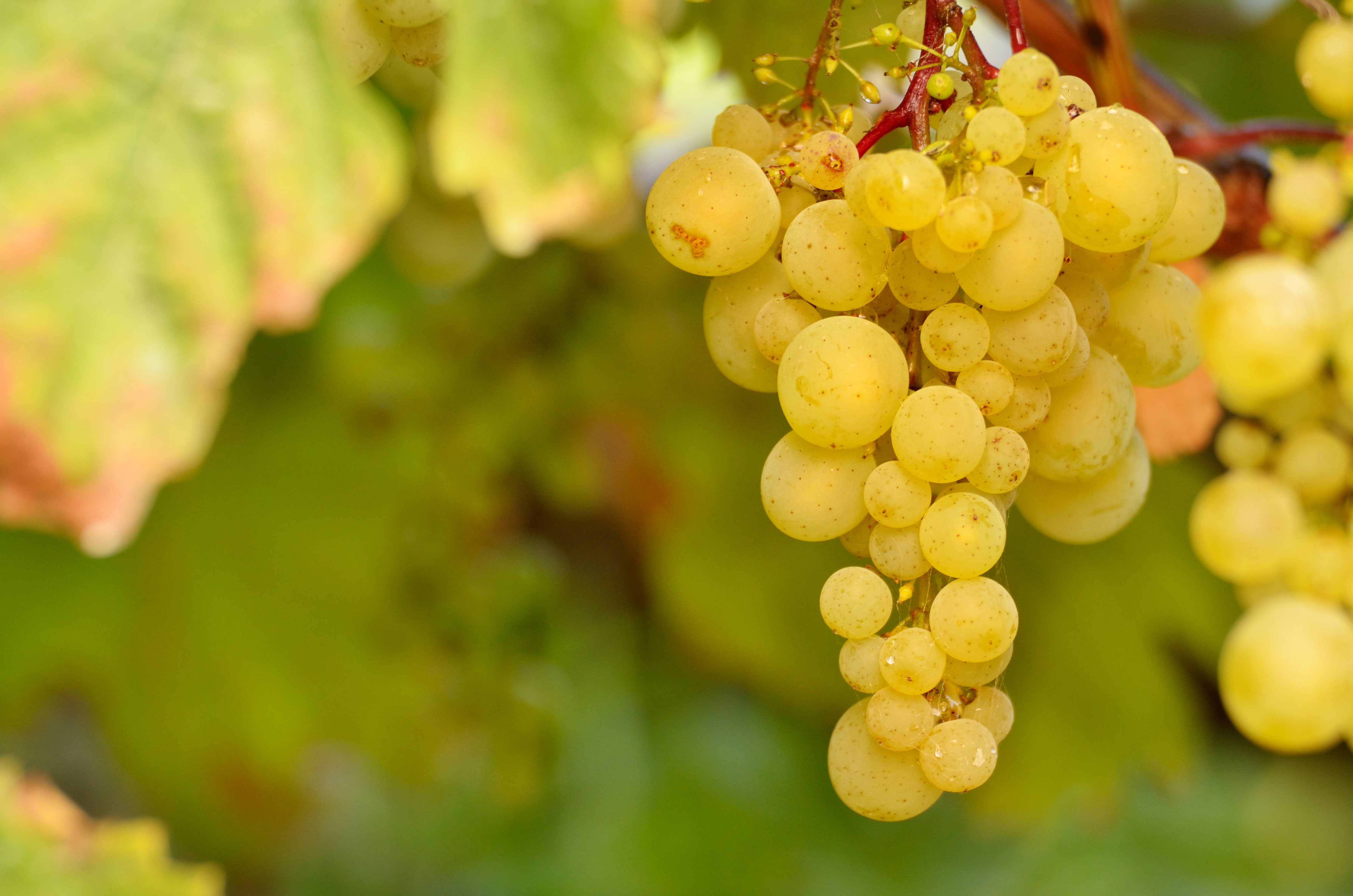 Green grapes 