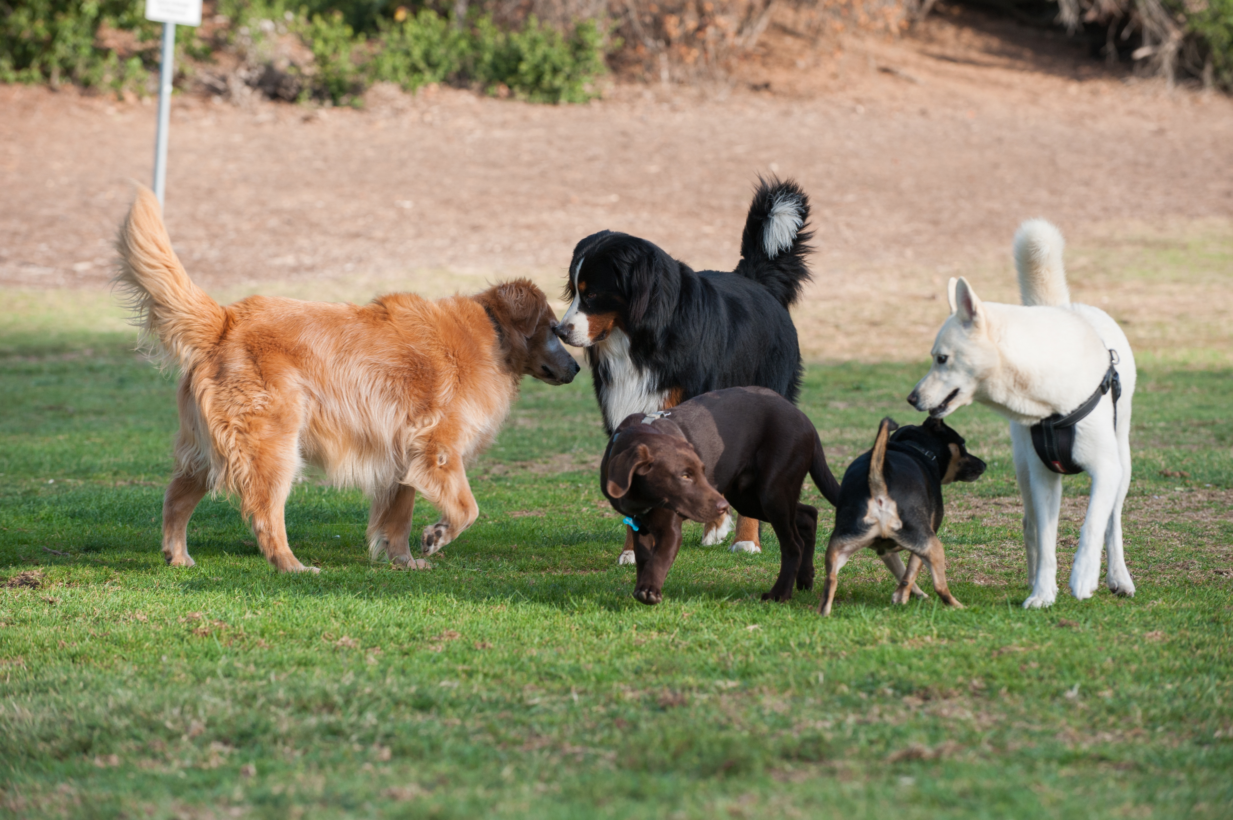 Group of dogs at park smelling each other.
