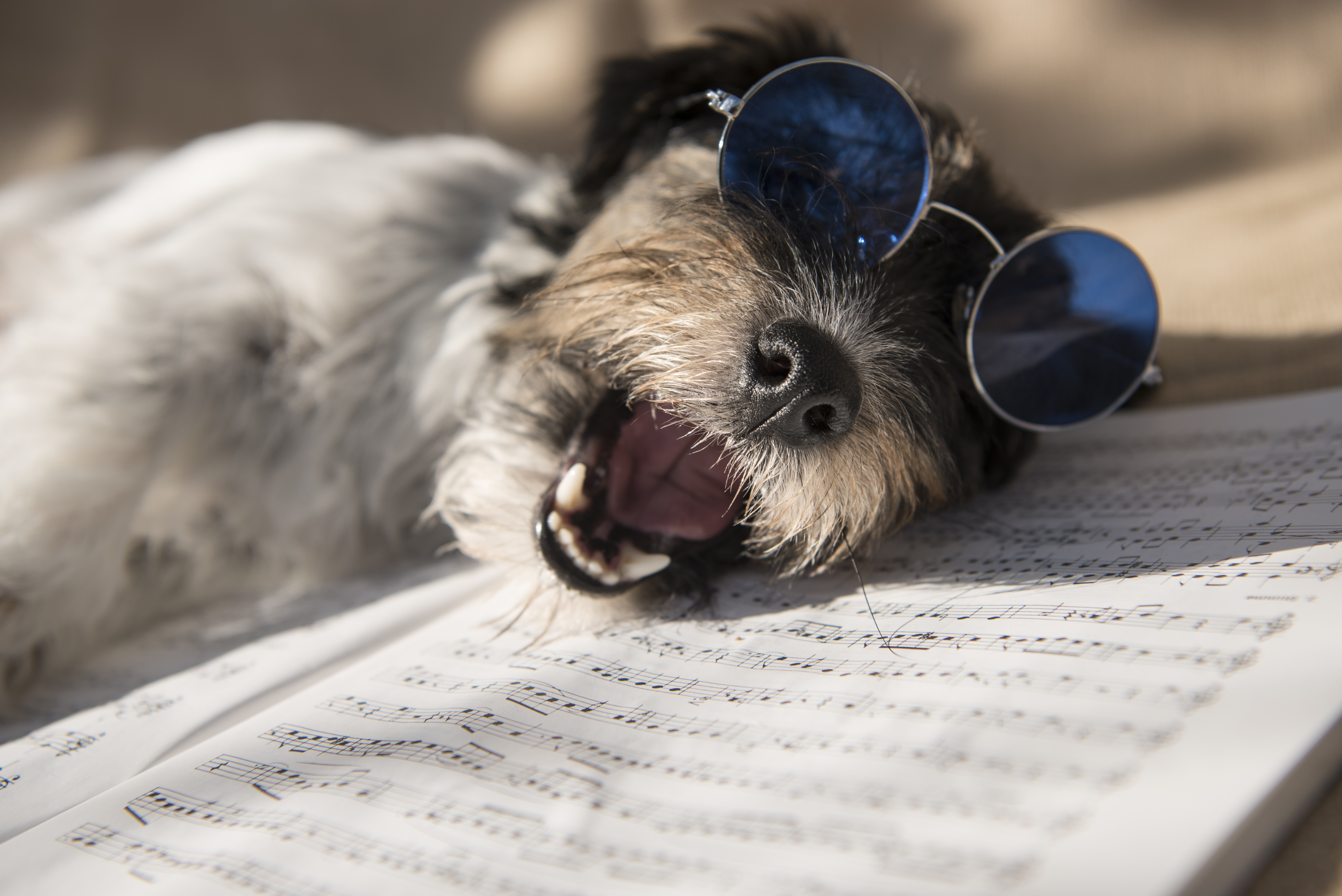 dog and music 