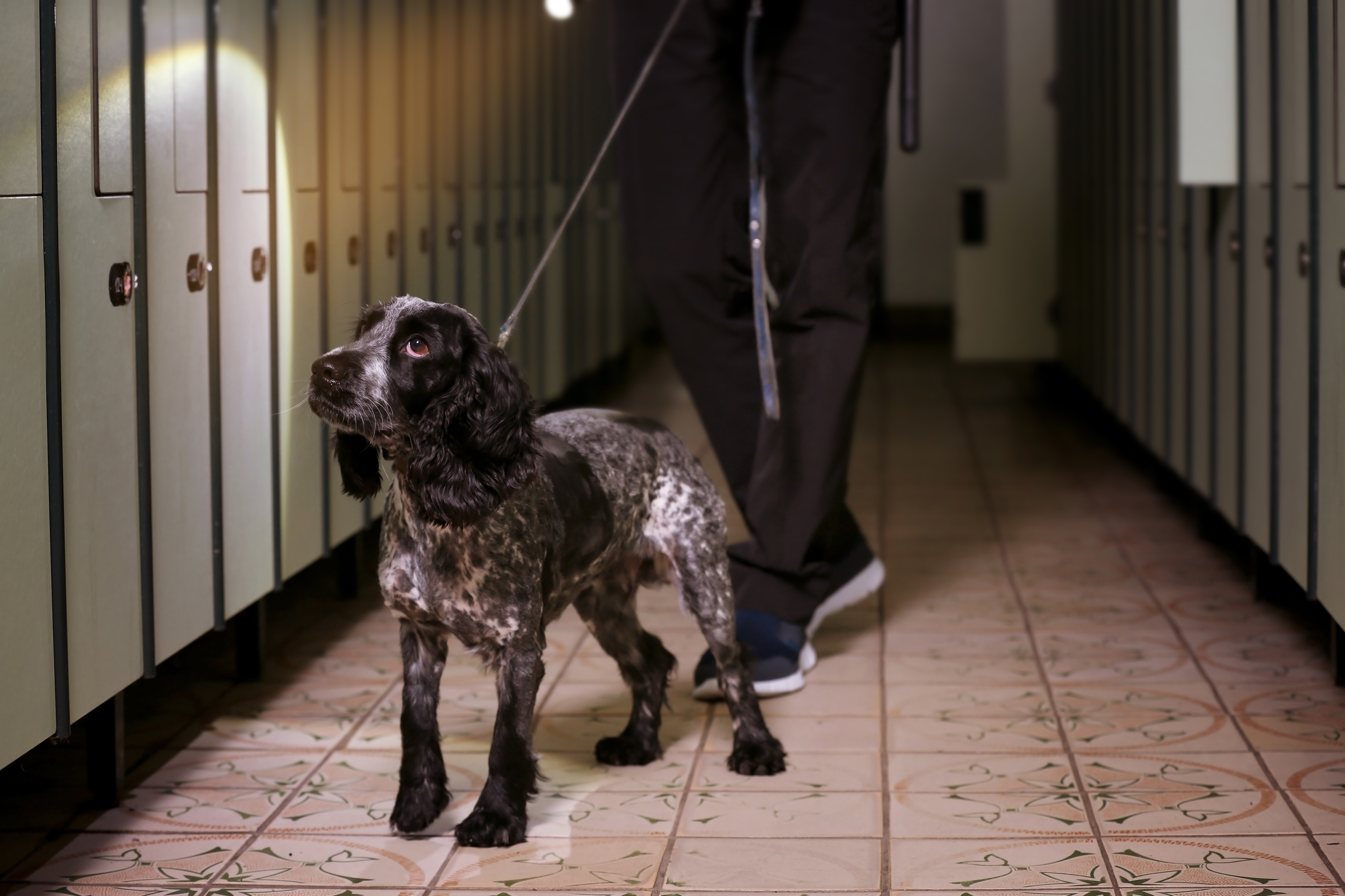 Dog looking for drugs in luggage storage