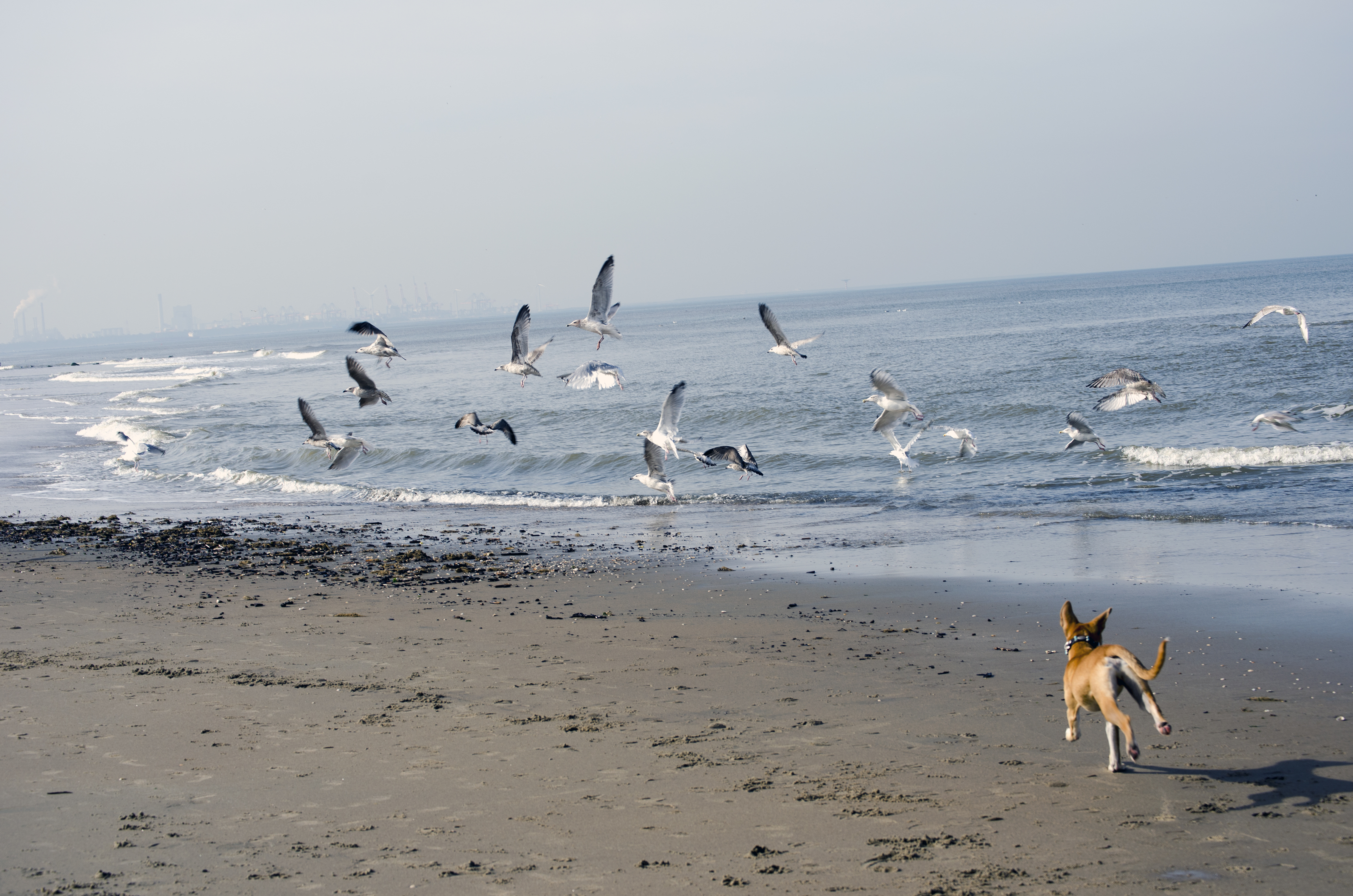 Dog running and chasing seagulls on the coastline