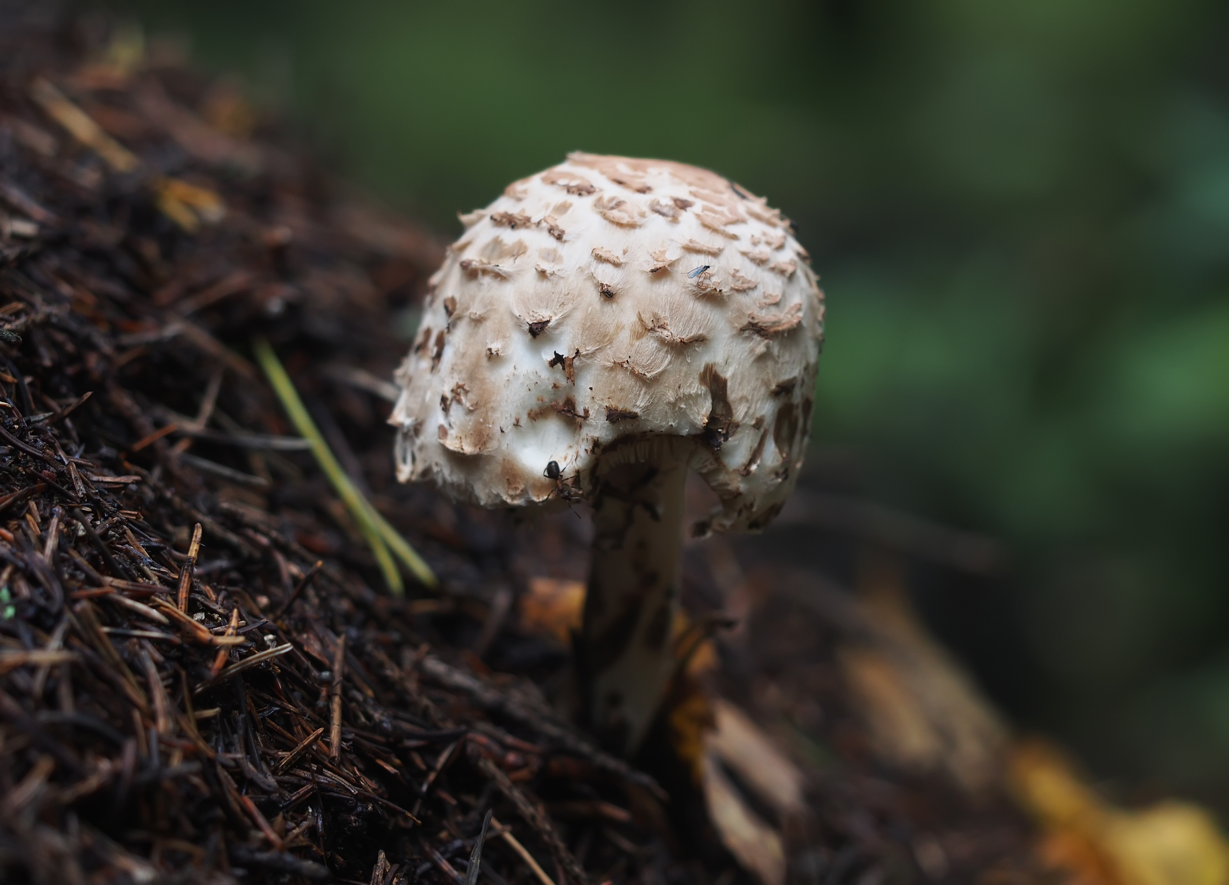 plate mushroom in PNW