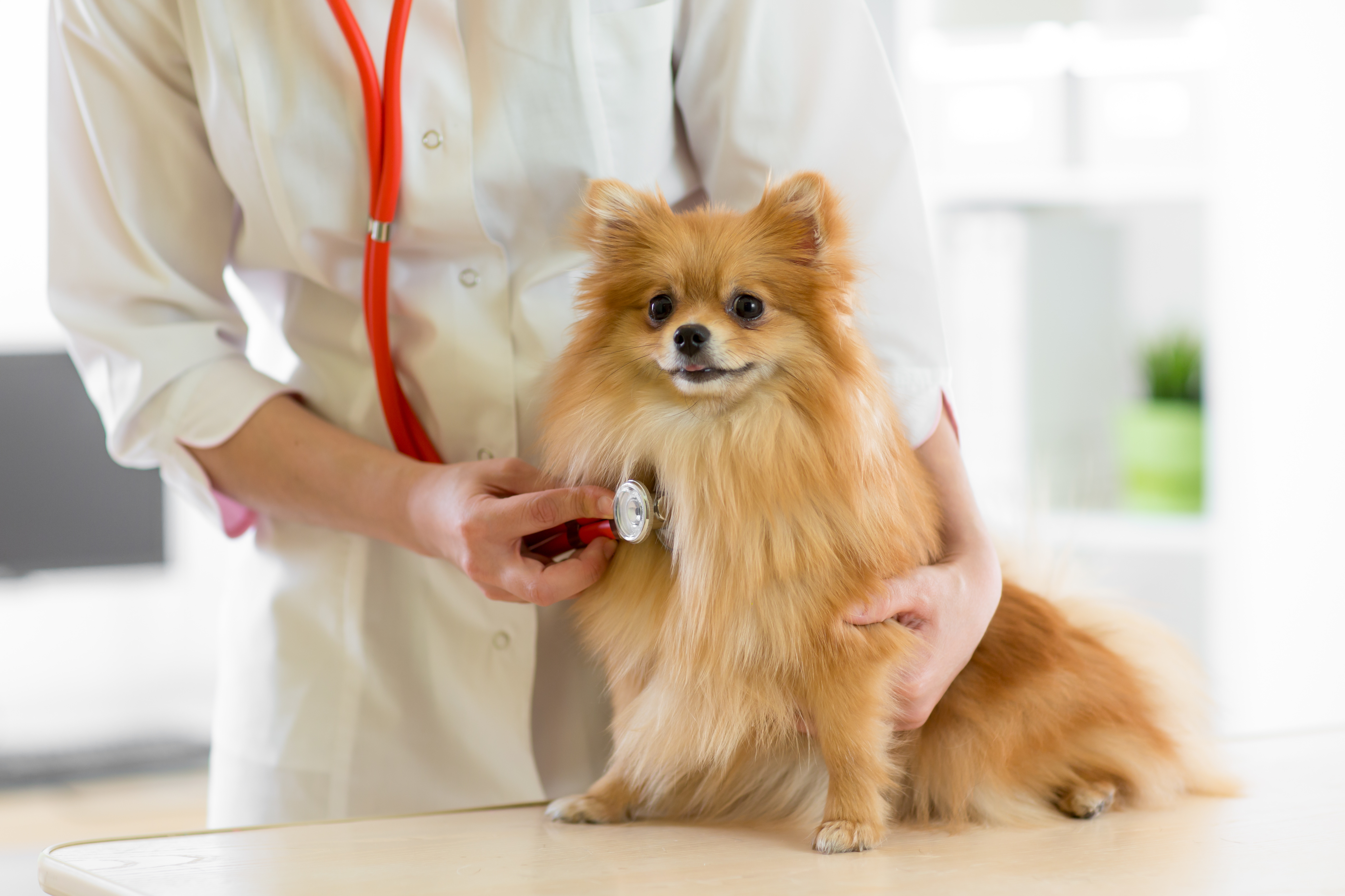 dog at vet