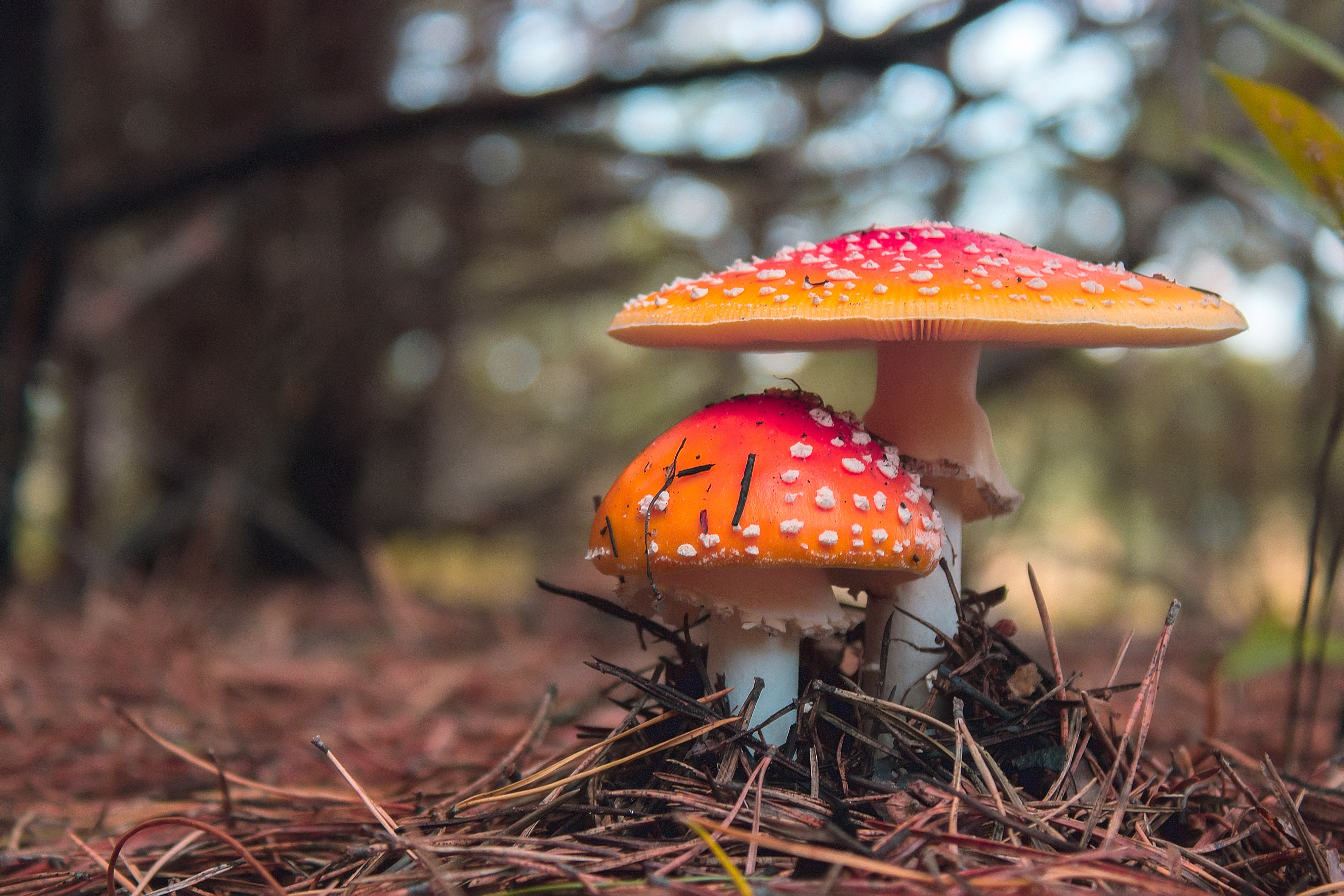 Amanita Muscaria,