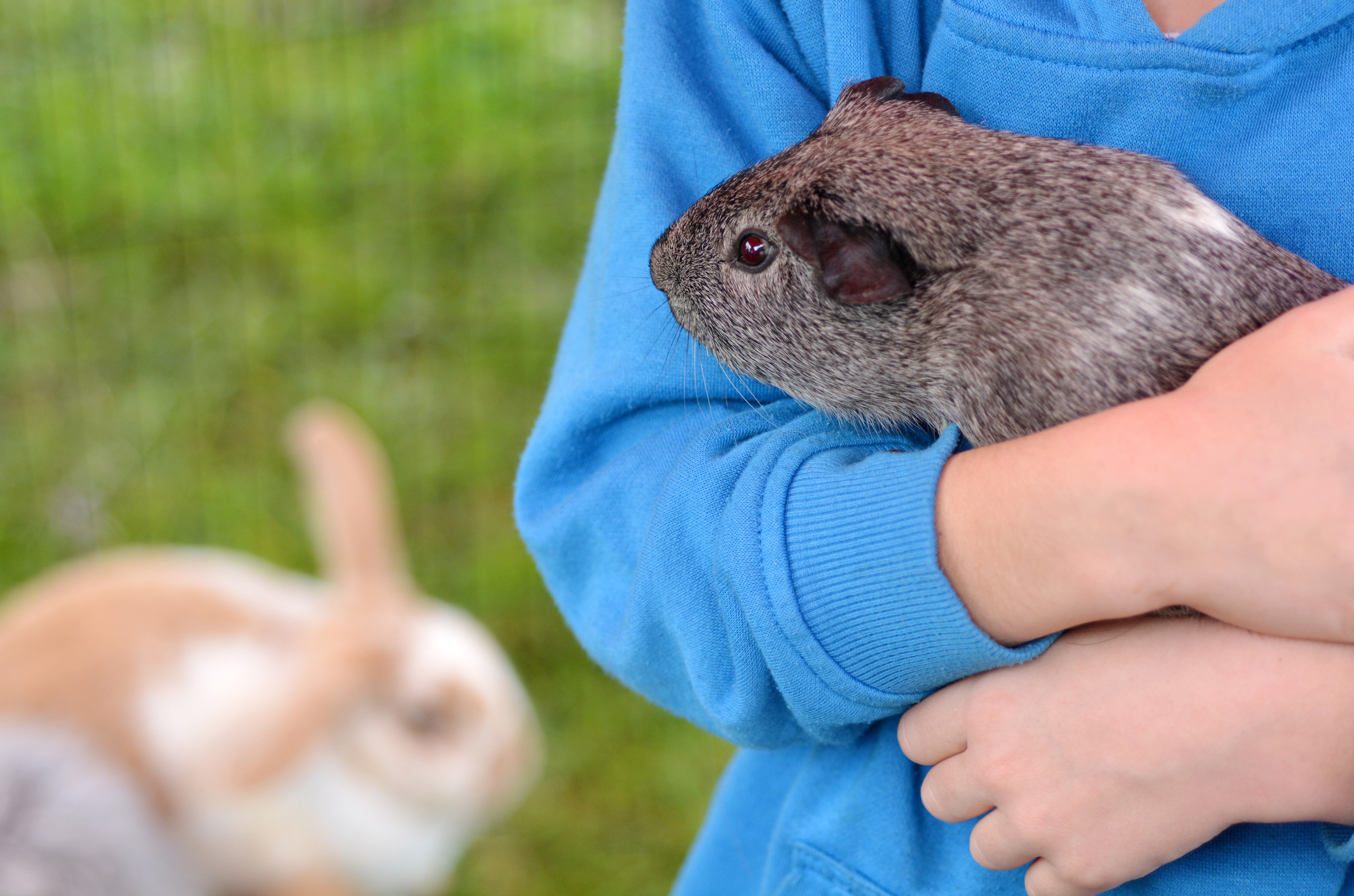 Child holds Guinea pig in animals farm.