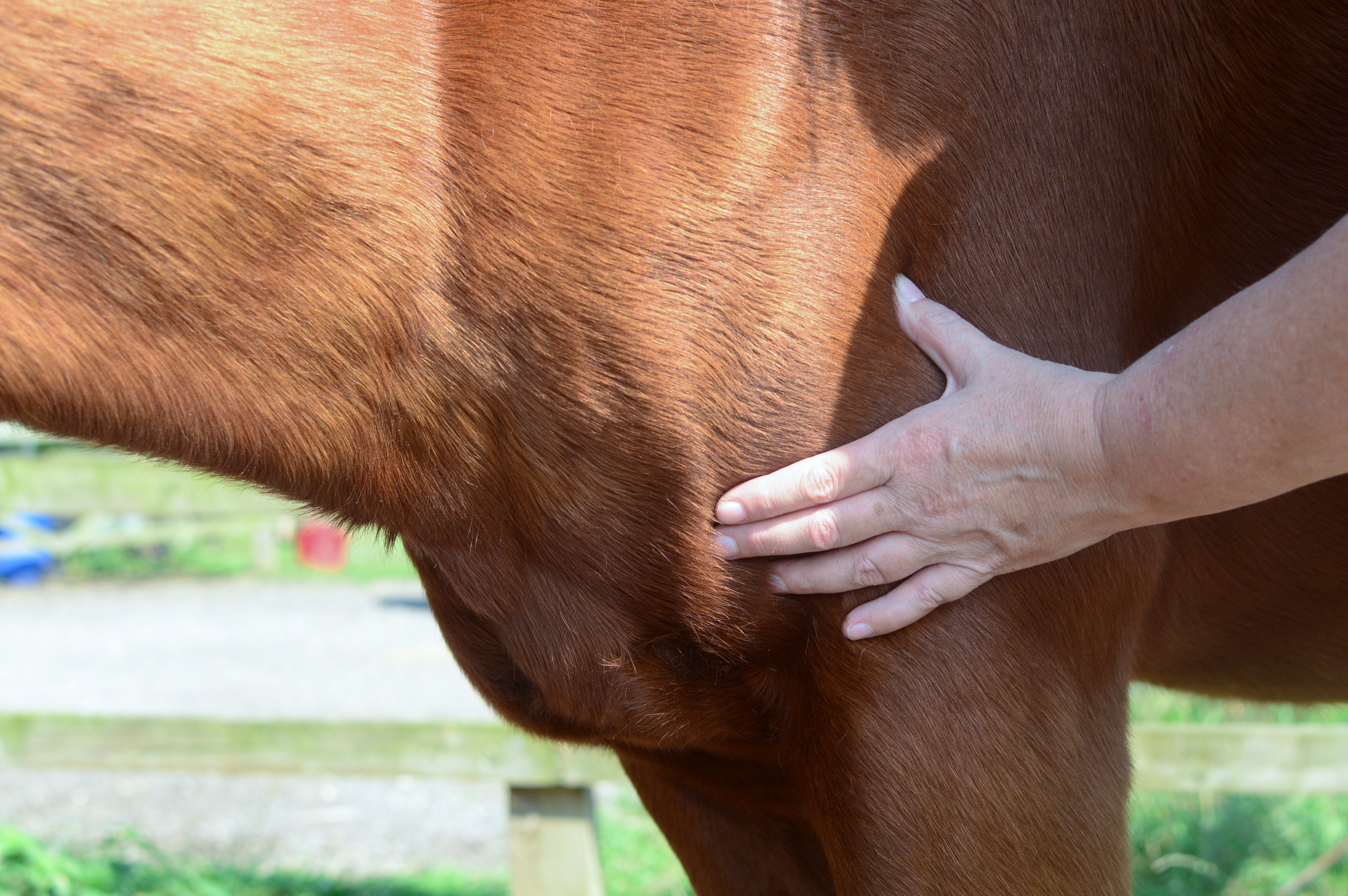 horse shiatsu massage