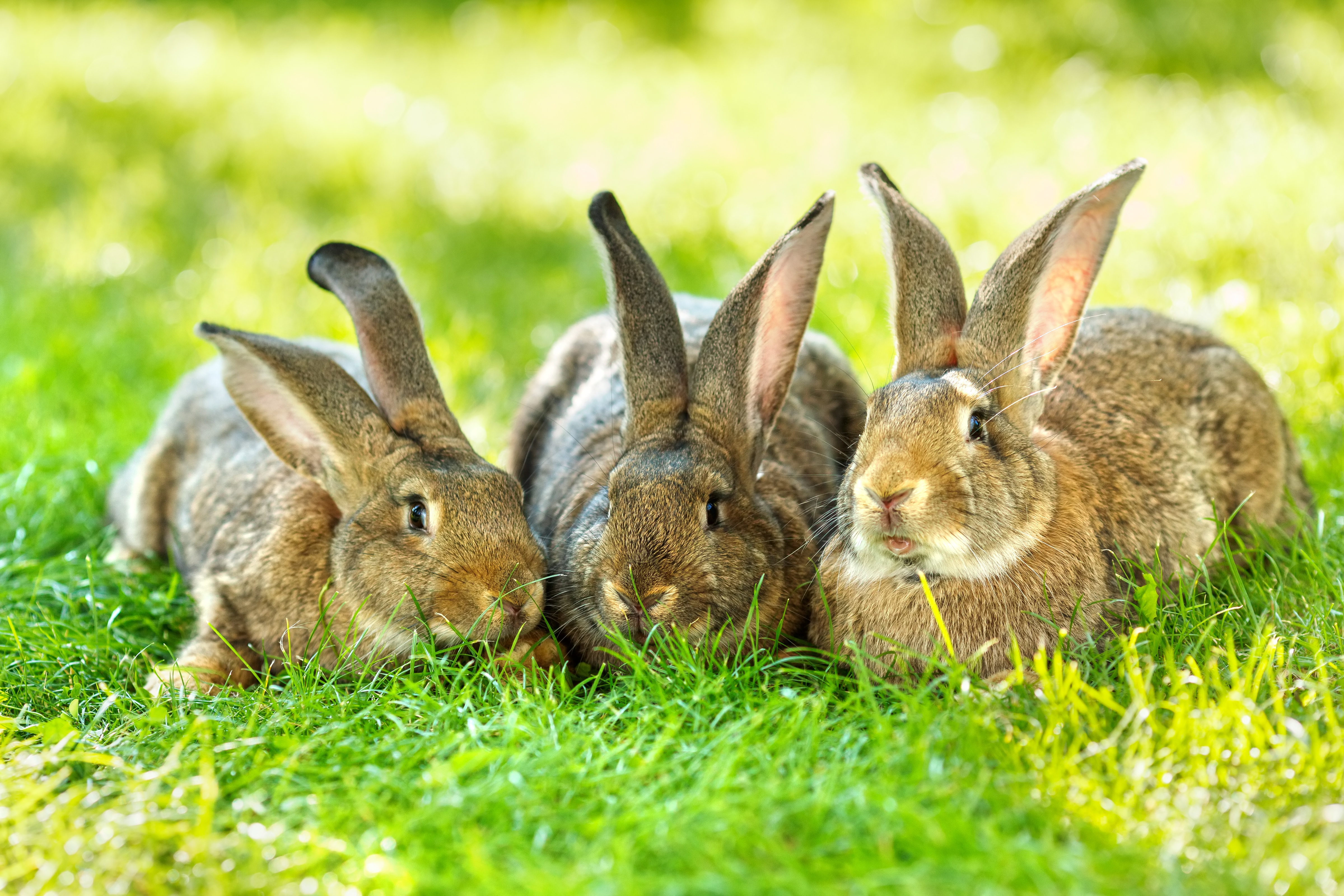 pet rabbits