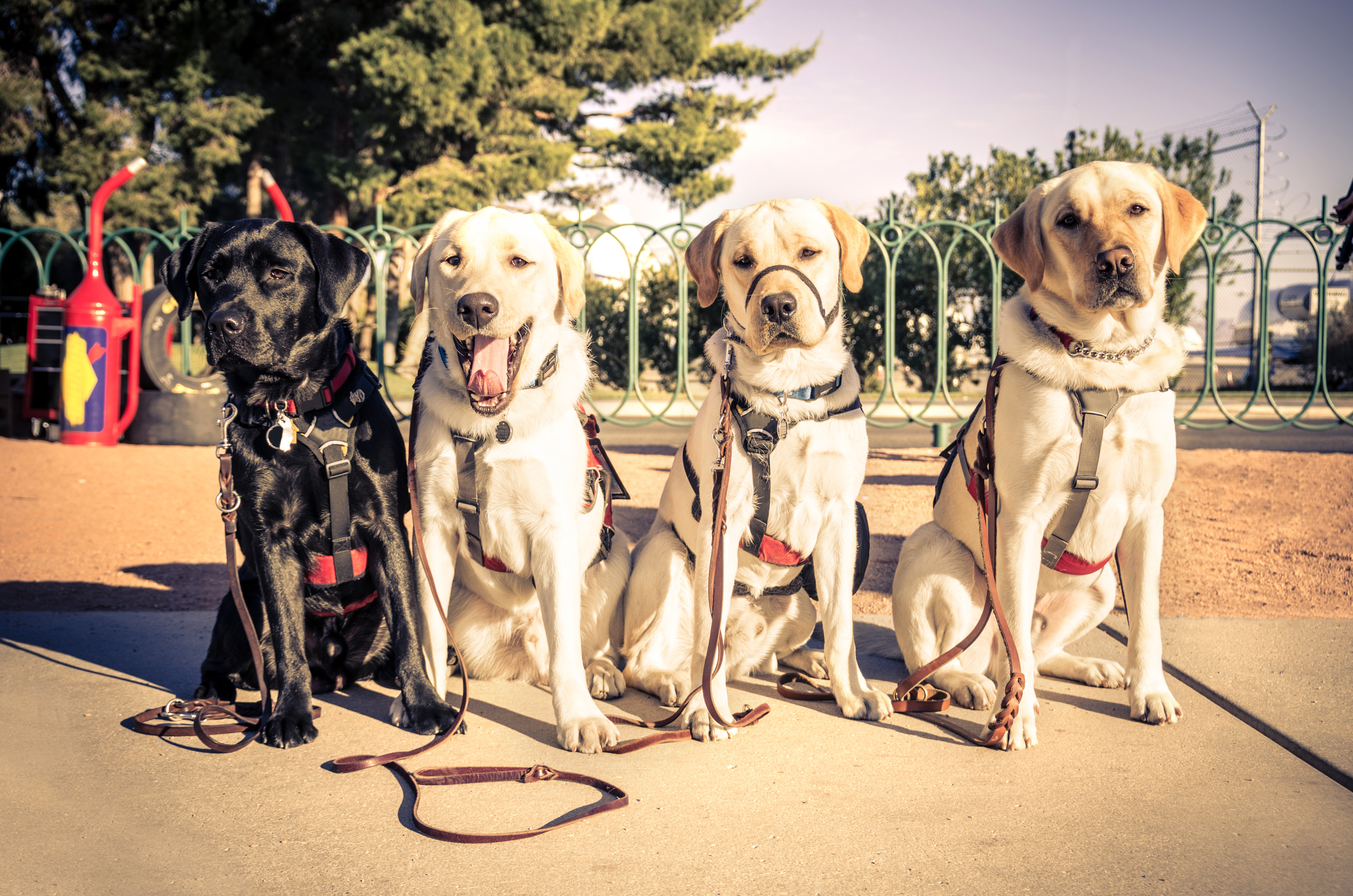 Four dogs sitting outdoors