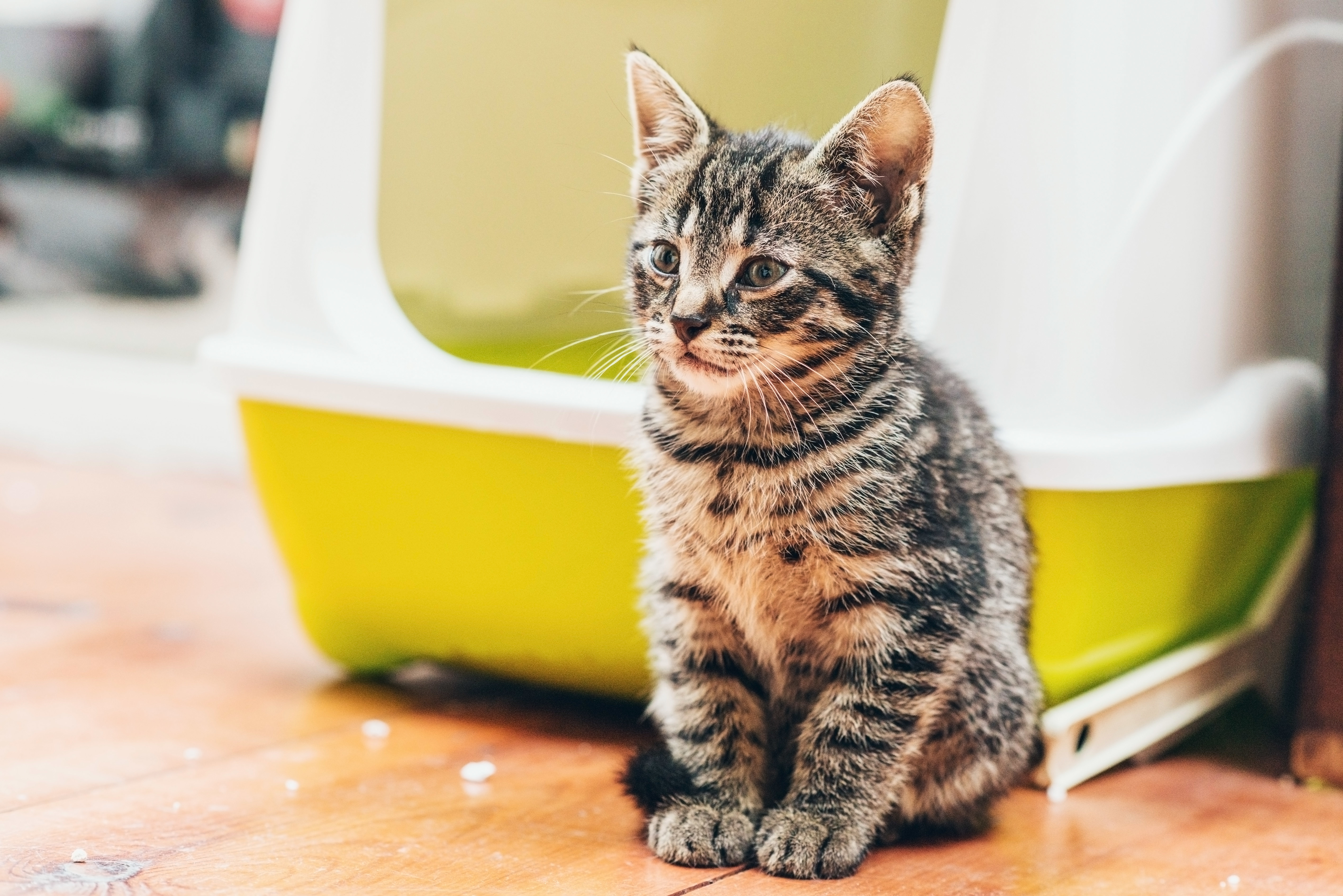 kitty litter