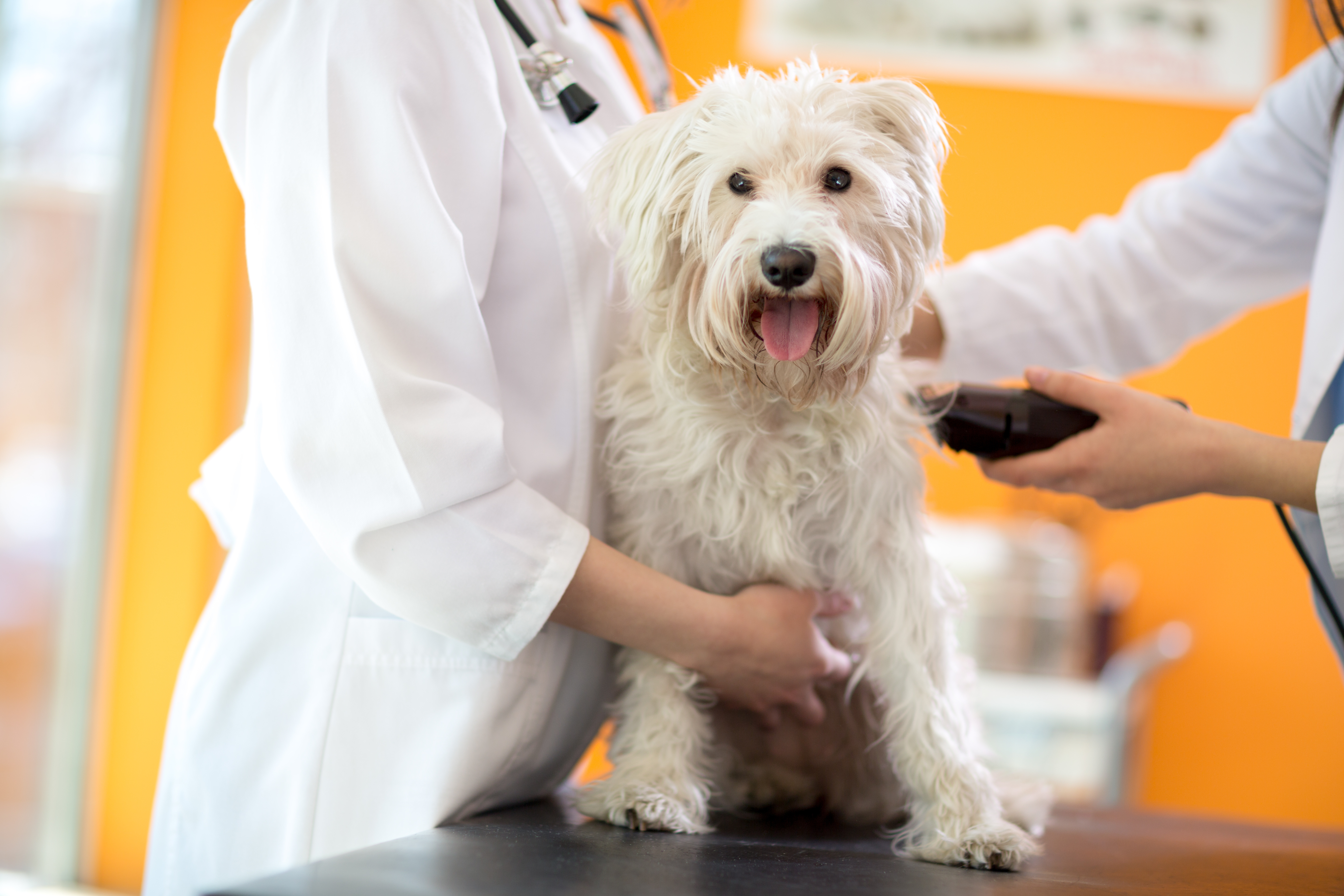 Veterinarians shaving part of skin of Maltese dog before treatment in vet clinic