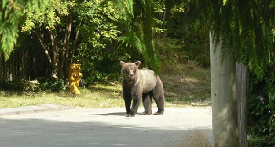 grizzly bear