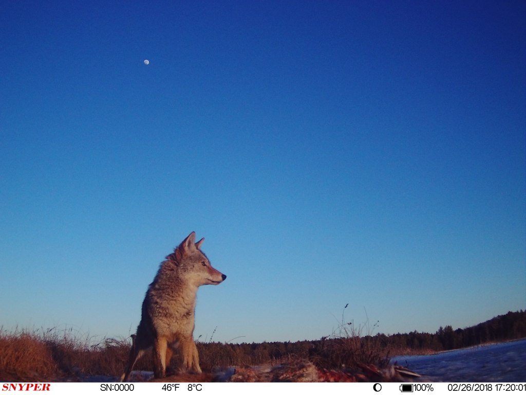 Trail Cam Tuesday