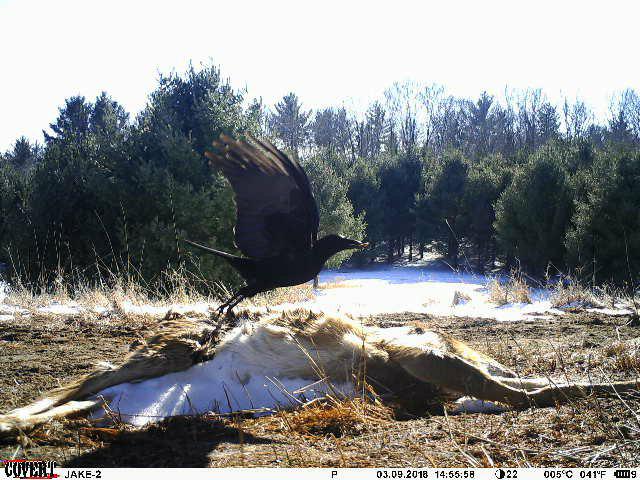 Trail Cam Tuesday