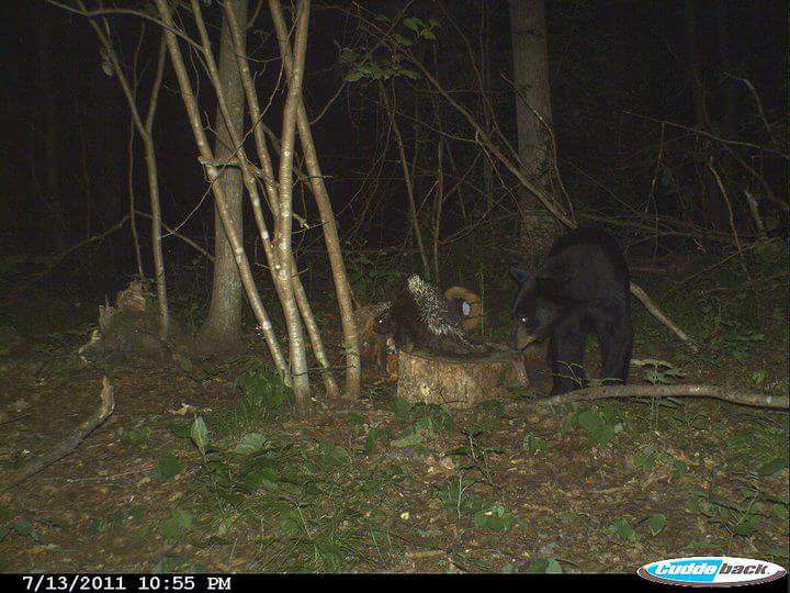 Trail Cam Tuesday