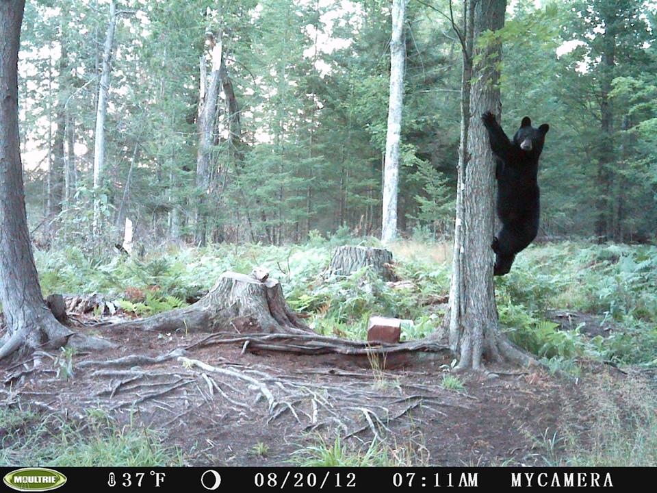 Trail Cam Tuesday