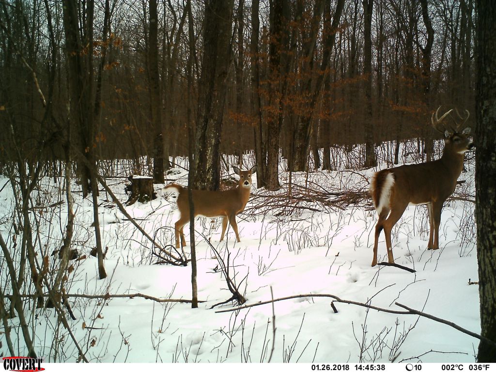 Trail Cam Tuesday